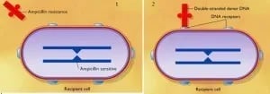 Bacterial transformation: Binding of DNA with DNA receptors  - Bacterial transformation: Binding of DNA with DNA receptors