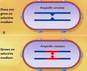 Selecting transformed bacterial cells.  - Selecting transformed bacterial cells.