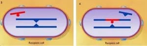 Bacterial Transformation: Entry of donor DNA  - Bacterial Transformation: Entry of donor DNA