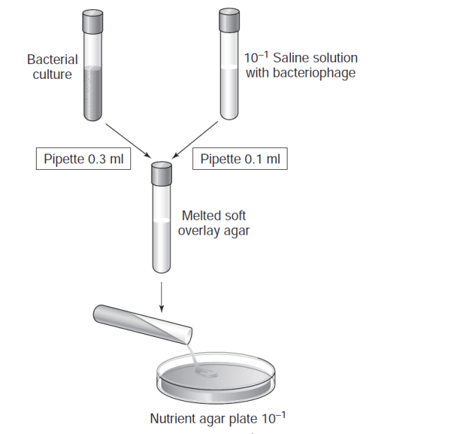 Bacterophage plaque assay 1