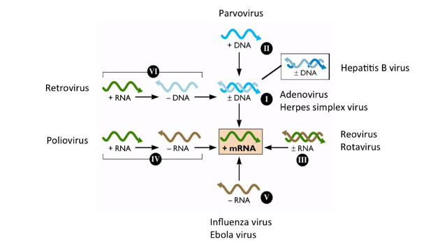 - Baltimore system of classification of viruses
