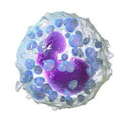 Basophils