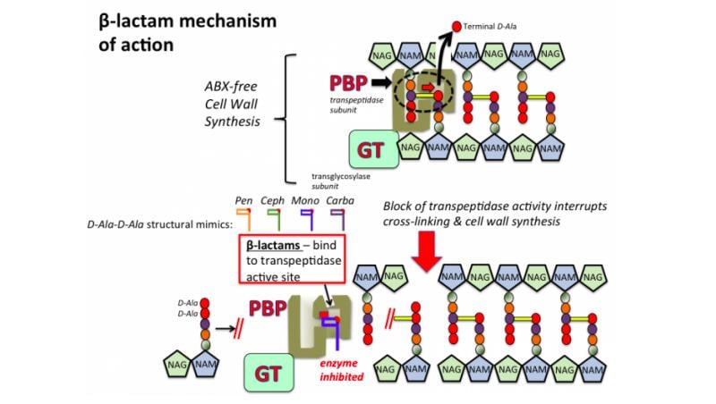 Mechanism of action of beta-lactam antibiotics - Mechanism of action of beta-lactam antibiotics