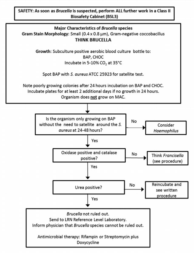 - Brucellaidentification flow chart(mage source: Laboratory Response Network (LRN)
