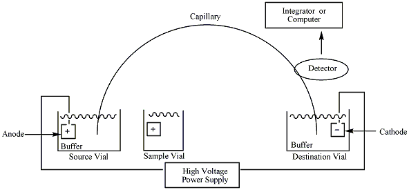 Capillary electrophoresis - Setup of Capillary Electrophoresis