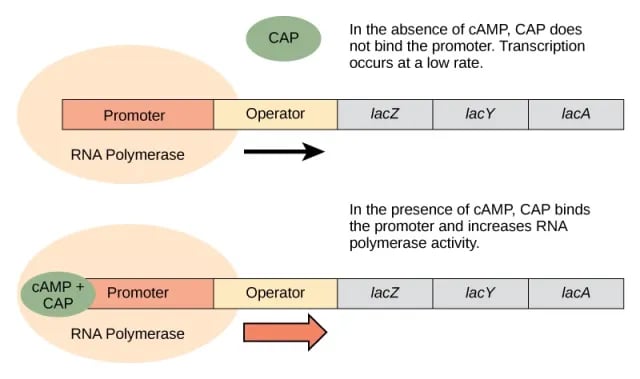 - Expression of the lac genes in the presence of Glucose (Image source-Ref.1)