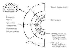 Cell surface structure and virulence factors of S. pyogenes 300x208