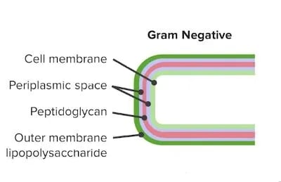 Cell wall of Gram negative bacteria - Cell wall of Gram-negative bacteria
