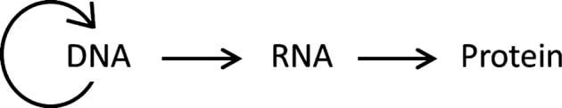 - Central dogma concept