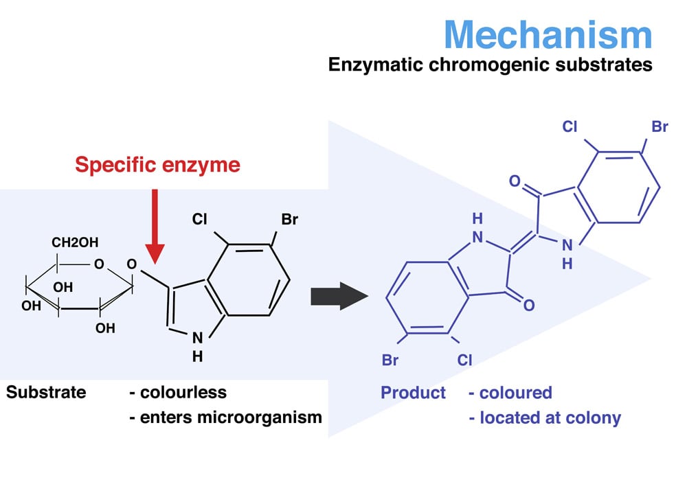 - Principle of Chromogenic Agar Medium (source: chromagar.com)