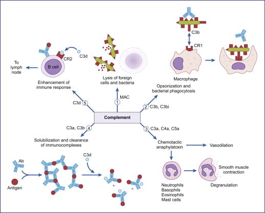 Function of complement Pathway - Function of Complement Pathway