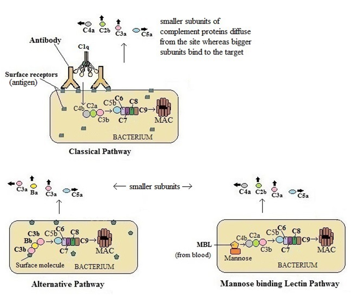 Complement Pathway