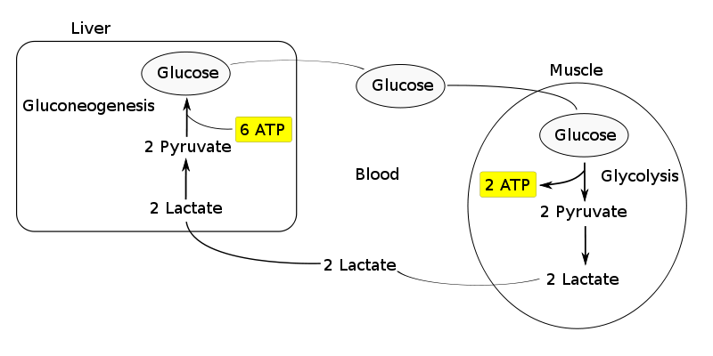 - The Cori Cycle
