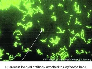 DFA for Legionella detection