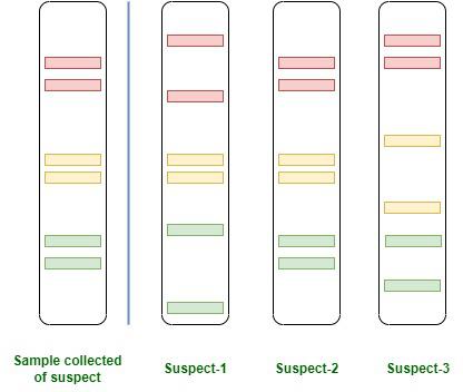 - Bands Observed in DNA fingerprinting