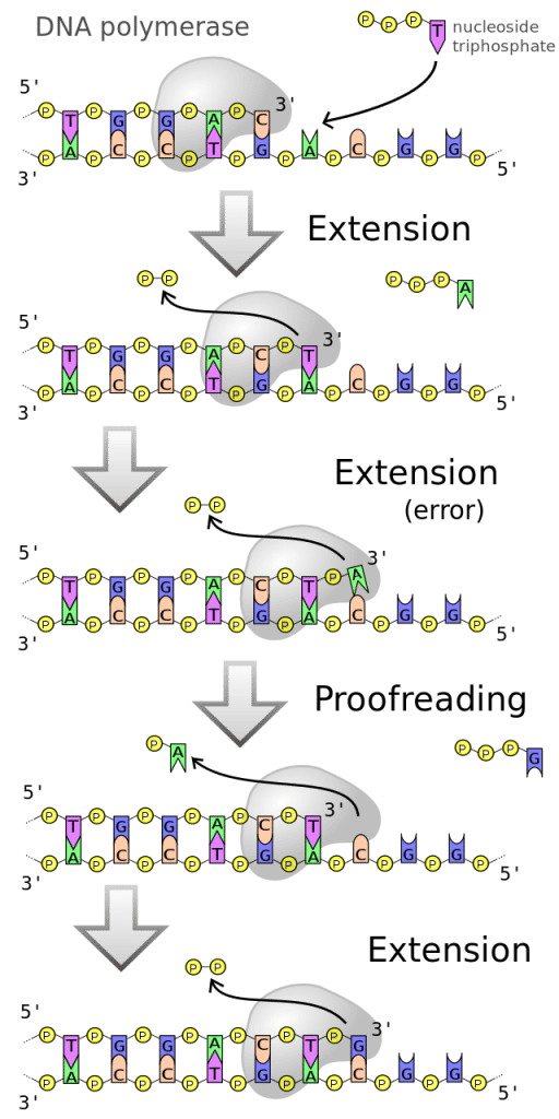 DNA polymerase - Diagram of DNA polymerase extending a DNA strand and proof-reading