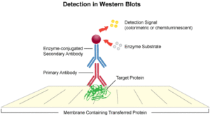 Detection in western blog 300x169