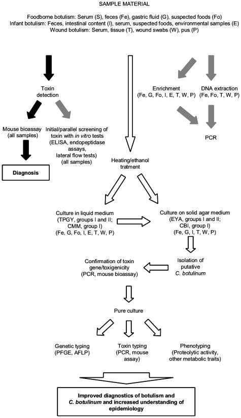 Diagnosis of botulism - Diagnosis of Botulism(Image source- Lindström & Korkeala, 2006)