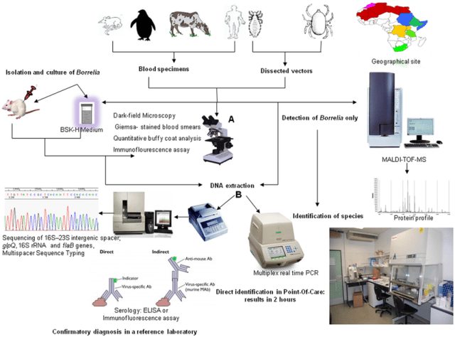 - Approaches for the diagnosis of Relapsing fever (Image source: Aurélien Fotso Fotso and Michel Drancourt)