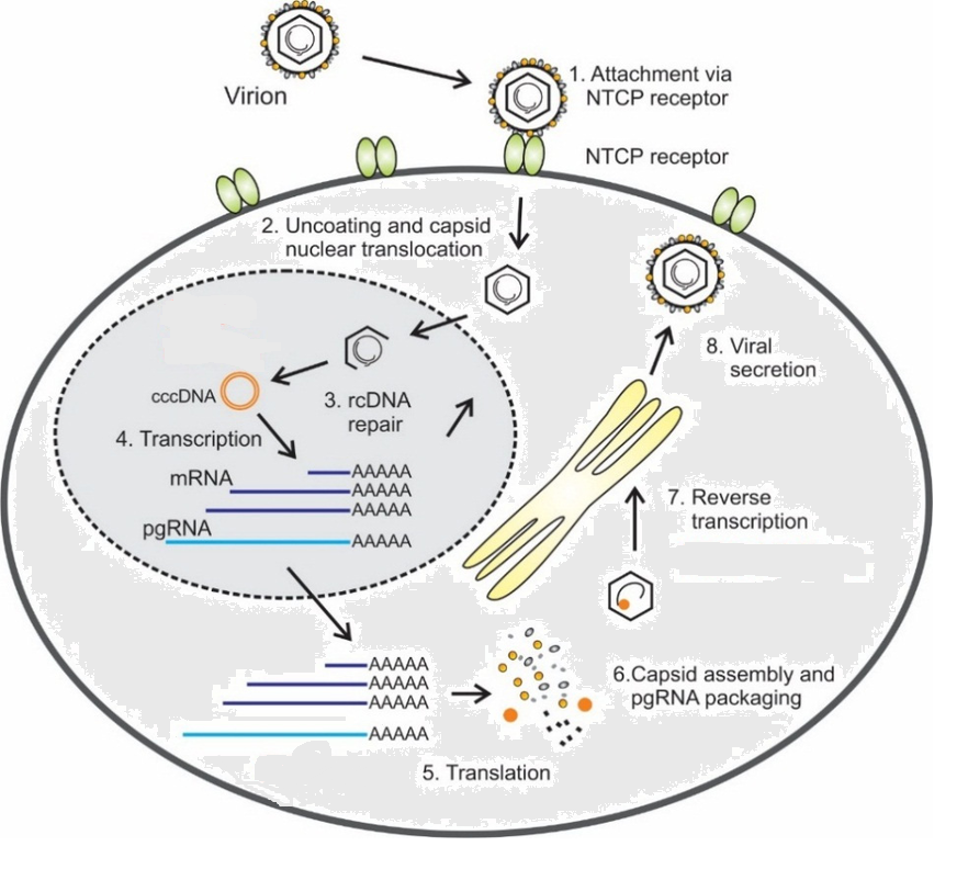 Diagram of hepatitis B virus HBV replication cycle Attachment to the sodium1