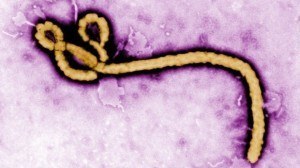 Ebola virus structure