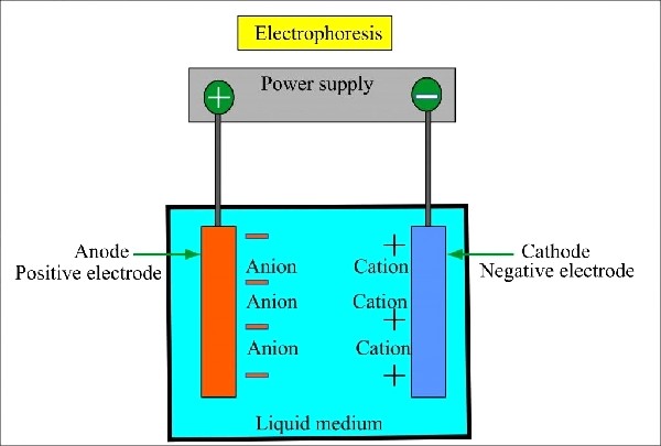 Gel electrophoresis (principle)  - General Principle of Gel ElectrophoresisFigure source:https://www.smacgigworld.com/blog/principle-of-electrophoresis.php