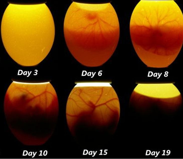 - Candling of embryonated eggs to see chicken embryo inside