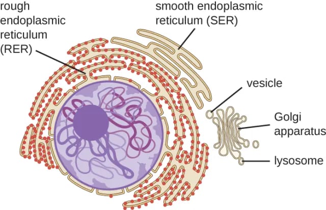 Endoplasmic reticulum - Smooth and rough endoplasmic reticulum