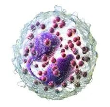 Eosinophils