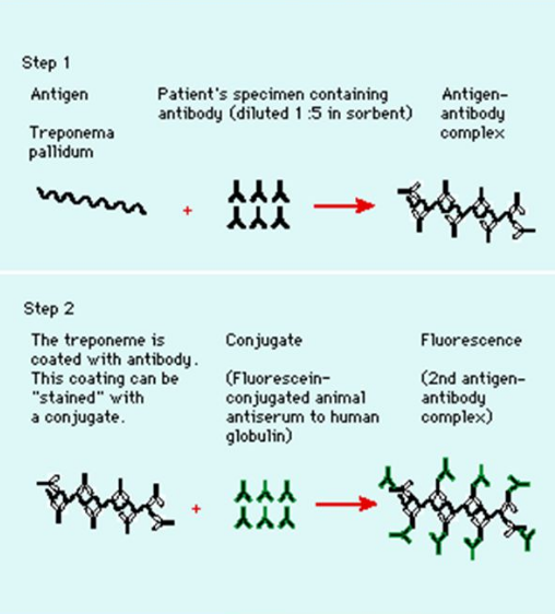 fta-abs-test-principle