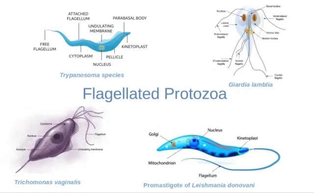 - Some pathogenic flagellated protozoa
