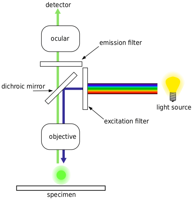 Working mechanism of Fluorescence Microscope - Working mechanism of Fluorescence Microscope(Photo credit: Henry Mühlpfordt)