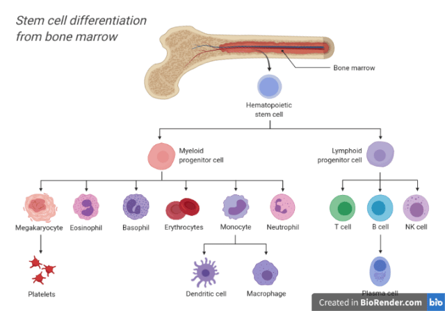 Formation of Immune Cells
