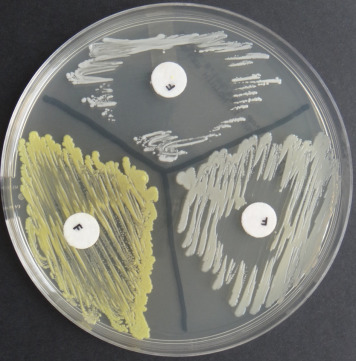 - Furazolidone disk test