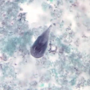 - Trophozoite ofGiardia lamblia
