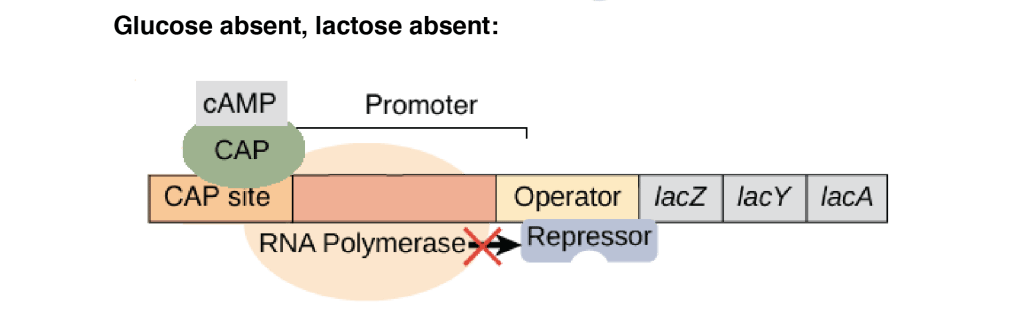 Glucose absent lactose absent