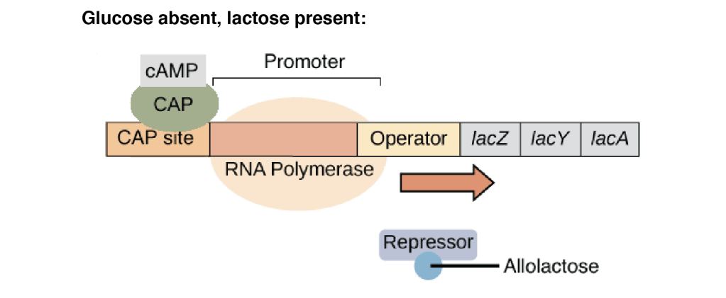 Glucose absent lactose present