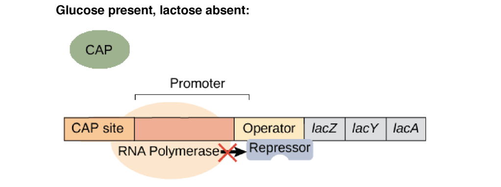 Glucose present lactose absent
