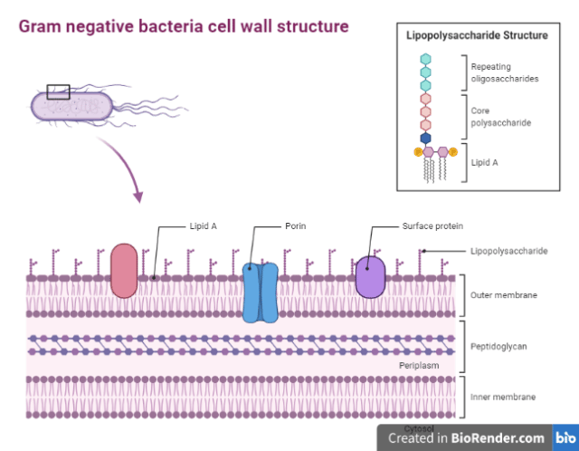 - Cell wall structure of Gram-negative bacteria (Image source: biorender.com)