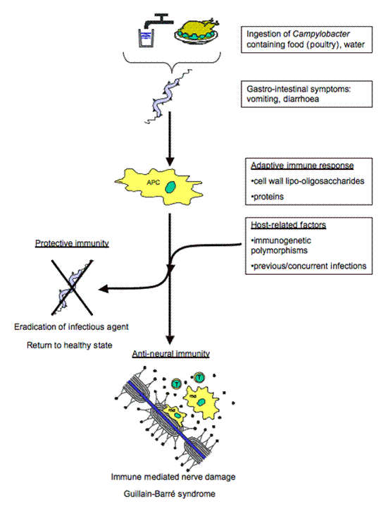 Mechanism of Guilian-Barre Syndrome - Mechanism of Guillain-Barré Syndrome