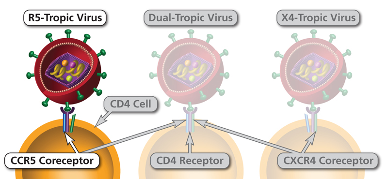 HIV CCR4 annd CCR5 Coreceptors