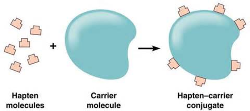 Hapten