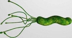 - Helicobacter pylori