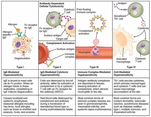 Different types of hypersensitivity - Different types of hypersensitivity