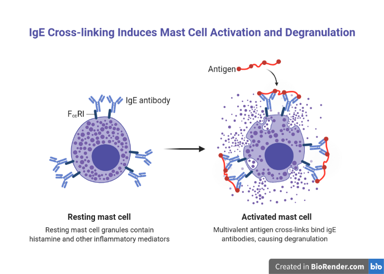 - IgE plays important role in Type I hypersensitivity reaction