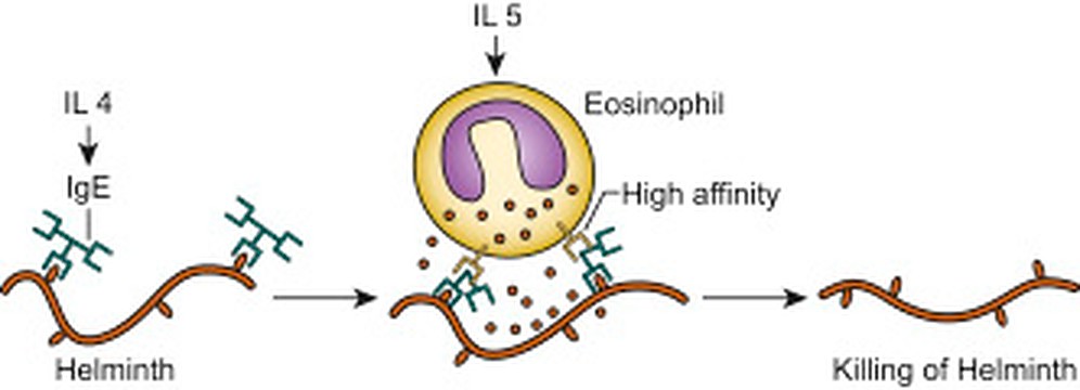 Role of Immunoglobulin E in Helminthic infestations