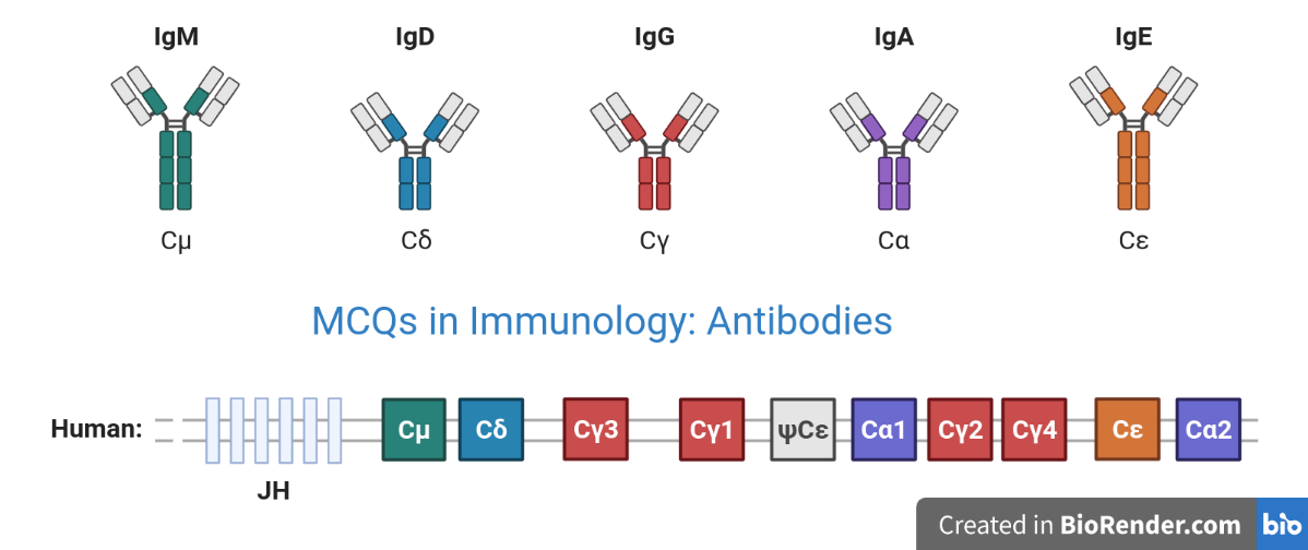 Immunoglobulin Variations