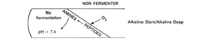 Kligler Iron Agar Principle 1