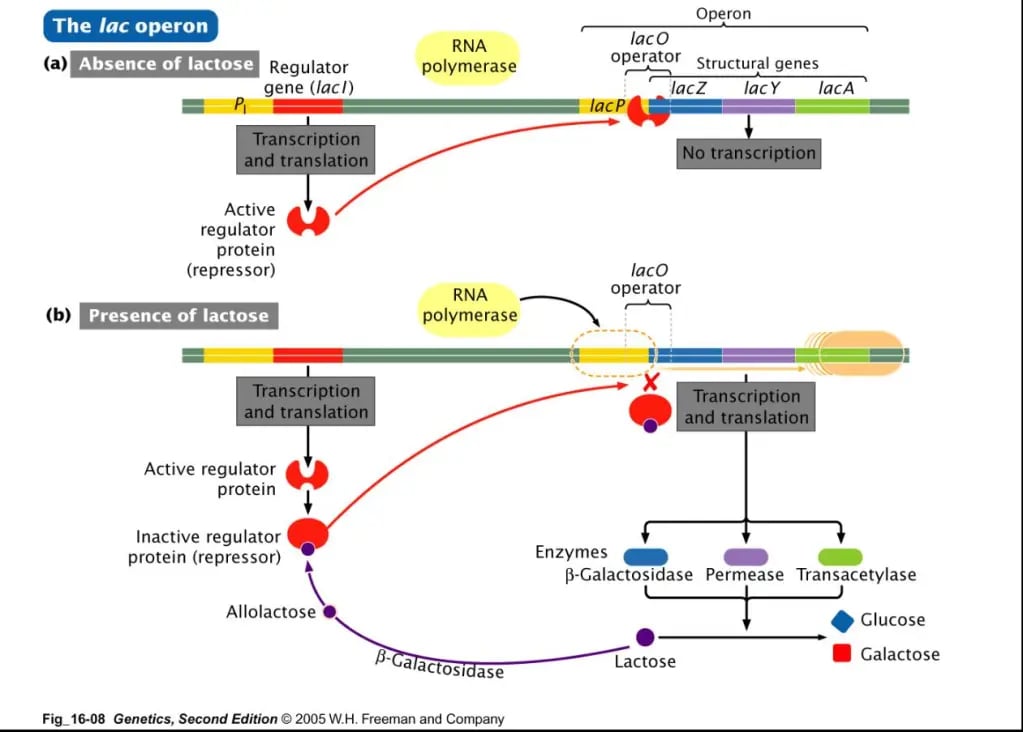 Lac Operon Image