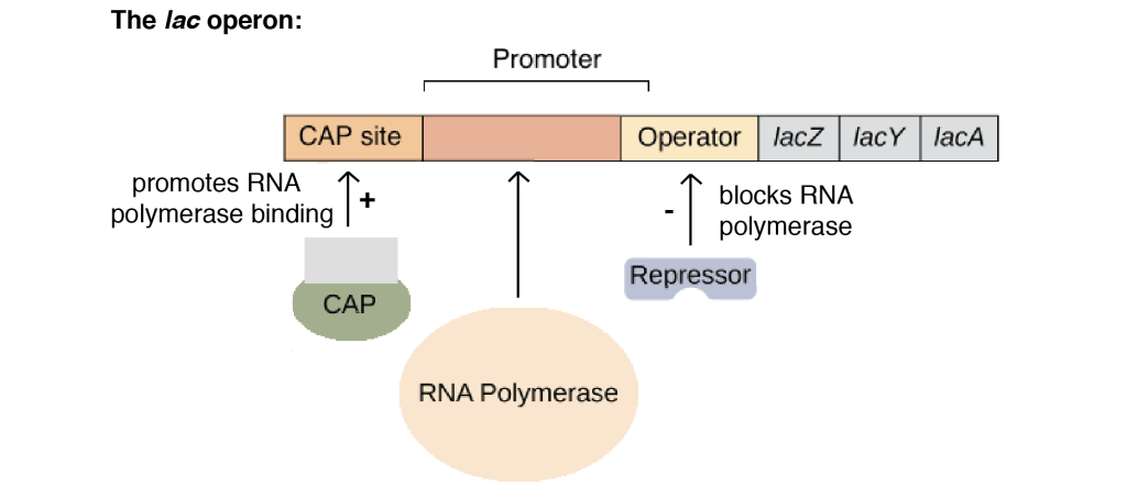 Lac Operon